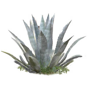 Agave plant